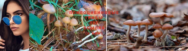 дживик Богородицк