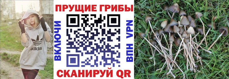 Галлюциногенные грибы Cubensis  omg как зайти  Севск 